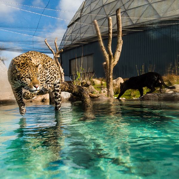 Få rabat på dyre- og forlystelsesparker