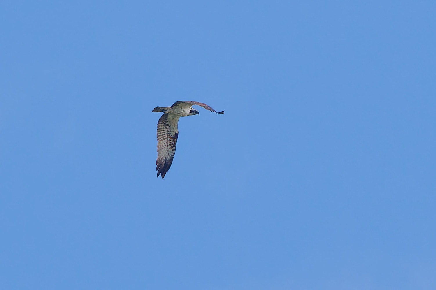En fiskeørn spottet på himlen ved Hjarbæk Fjord